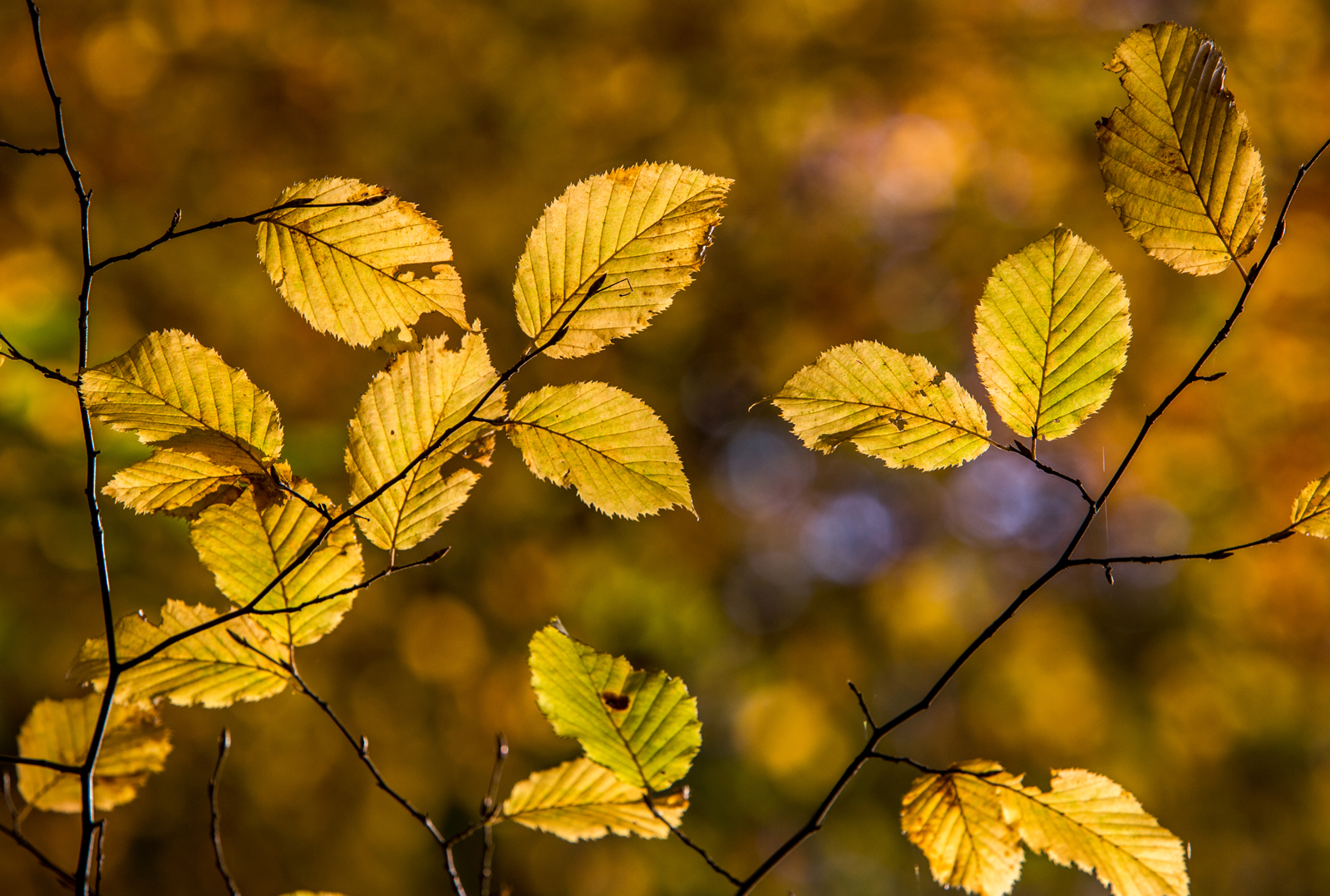 Herbstlicht