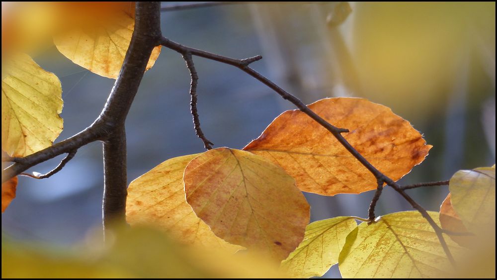 Herbstlicht....