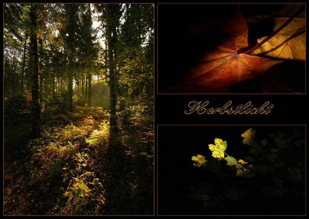 Herbstlicht (4)