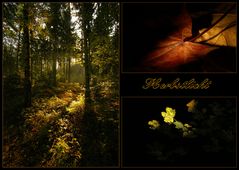 Herbstlicht (4)