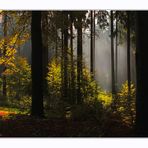 Herbstlicht ...4