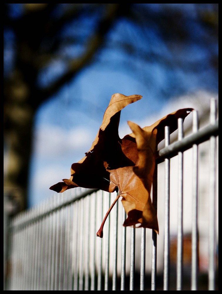 HerbstlichT