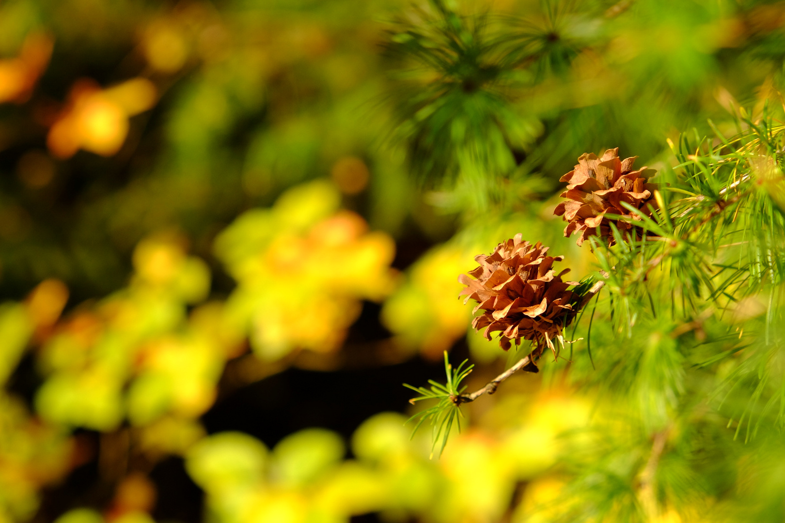 Herbstlicht