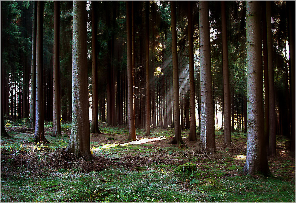 Herbstlicht