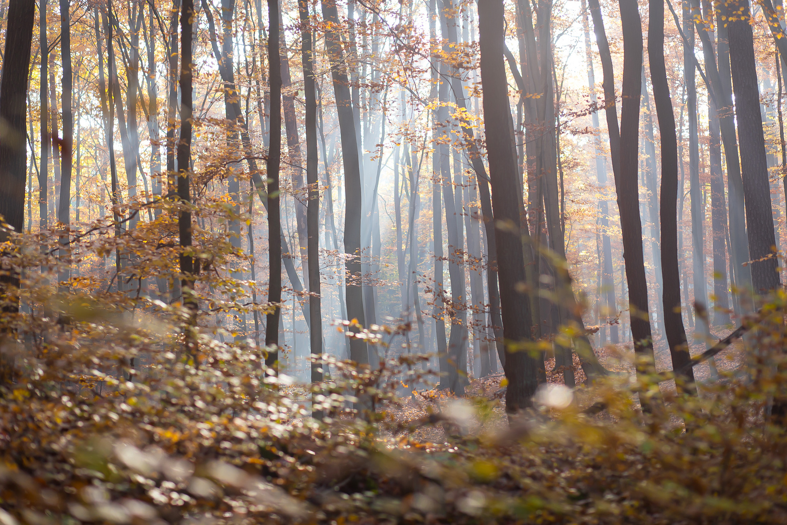 Herbstlicht