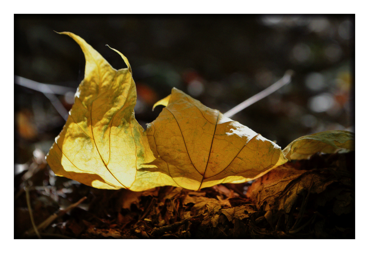 Herbstlicht