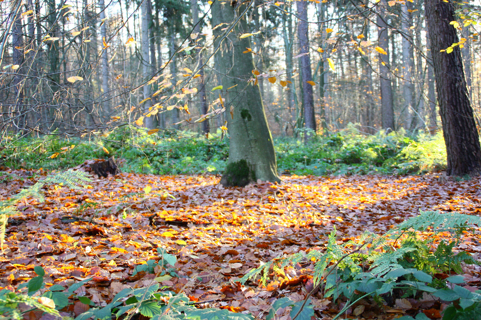 Herbstlicht