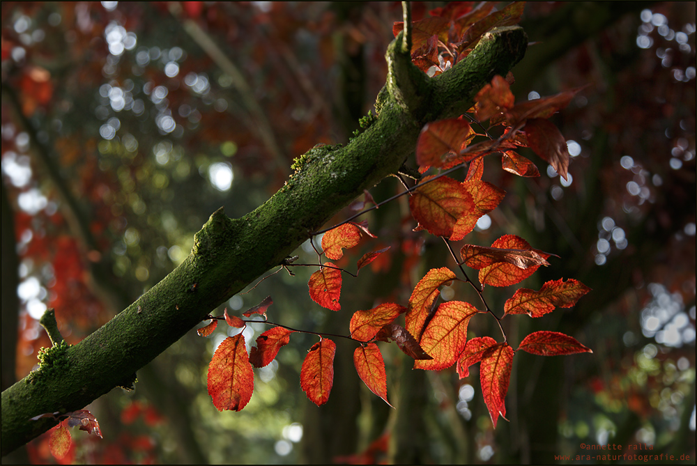 Herbstlicht