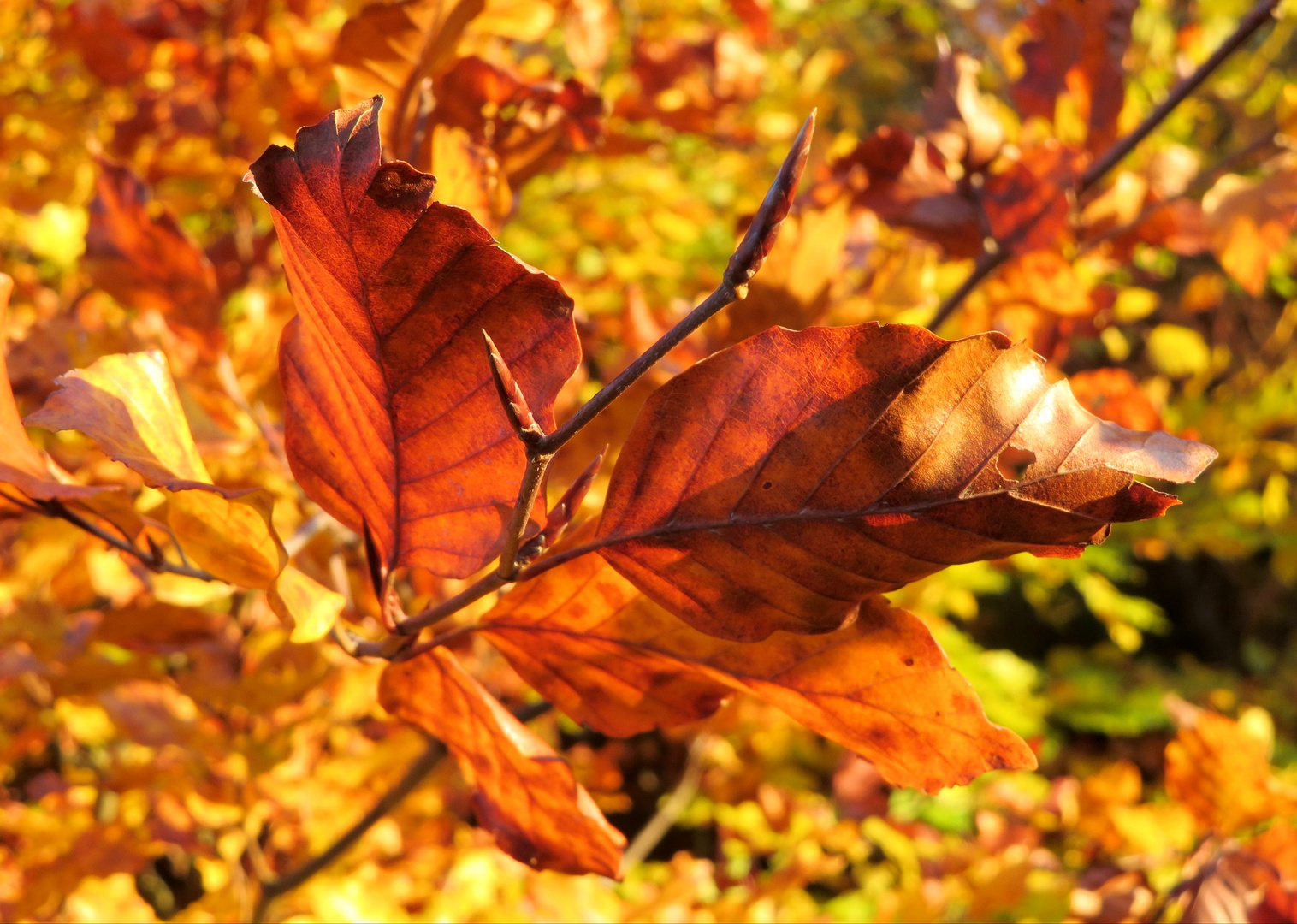 Herbstlich(t)