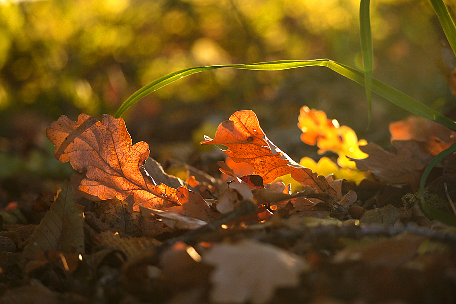 *Herbstlicht*