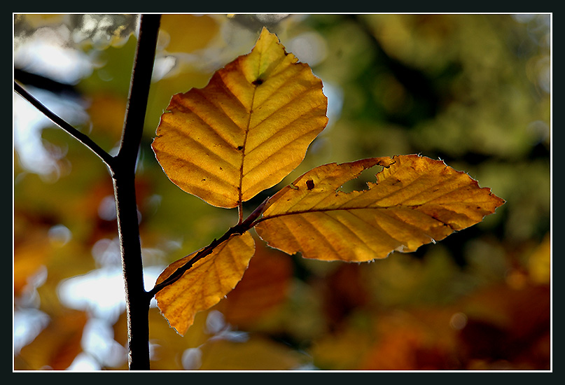 Herbstlicht