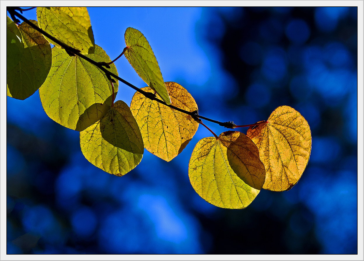 Herbstlicht