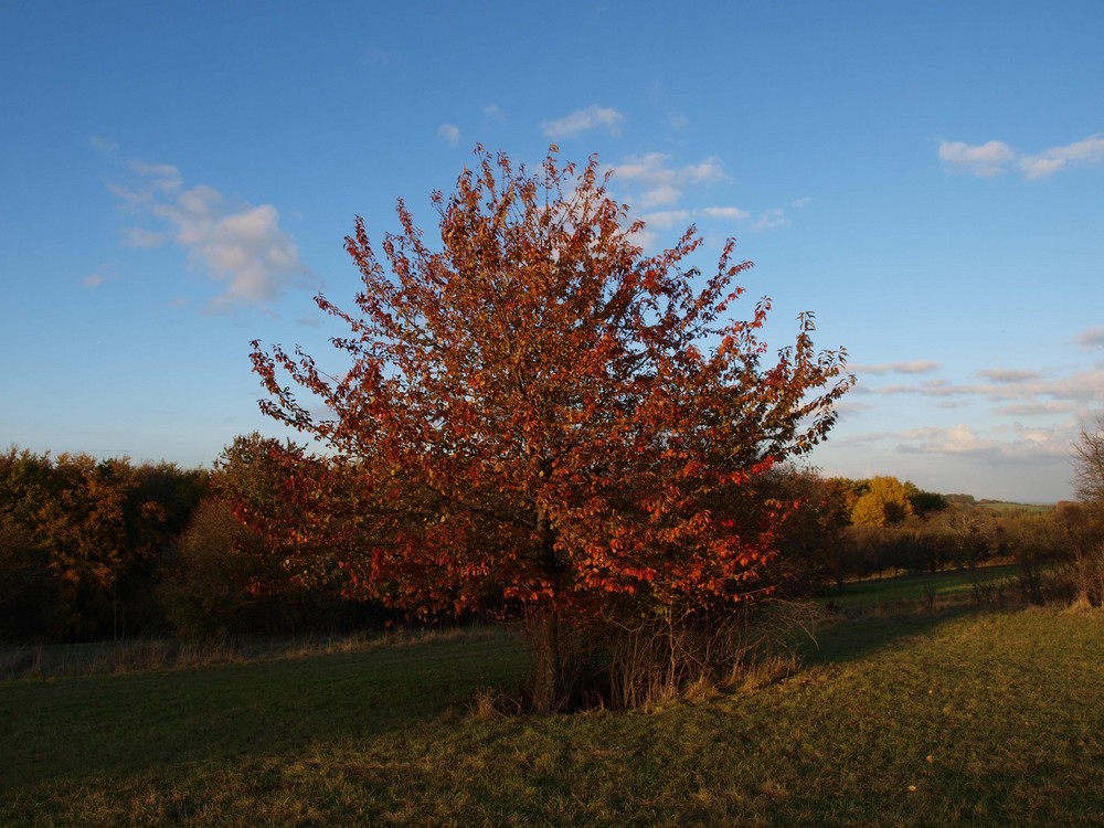 Herbstlicht