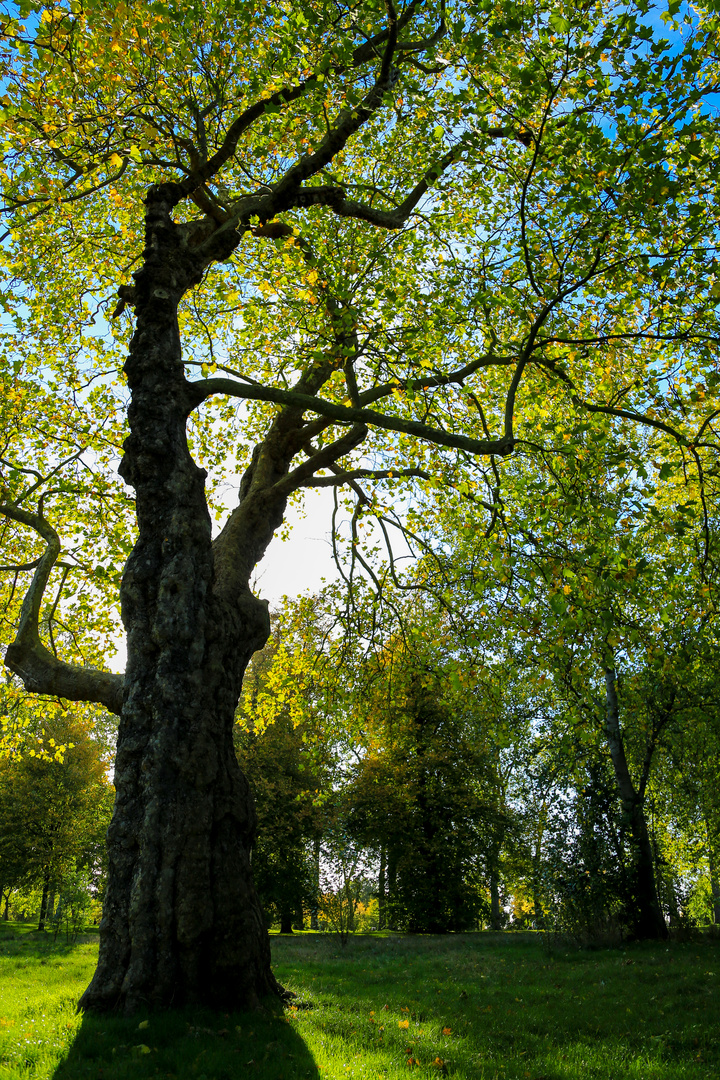 Herbstlicht