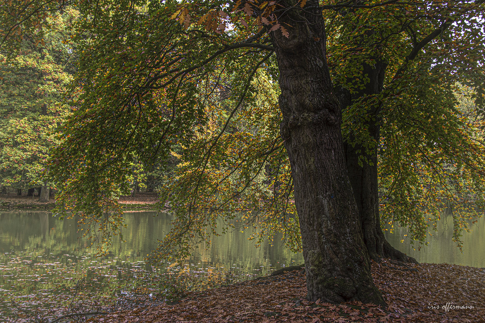 Herbstlicht