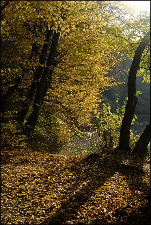 [ Herbstlicht ]