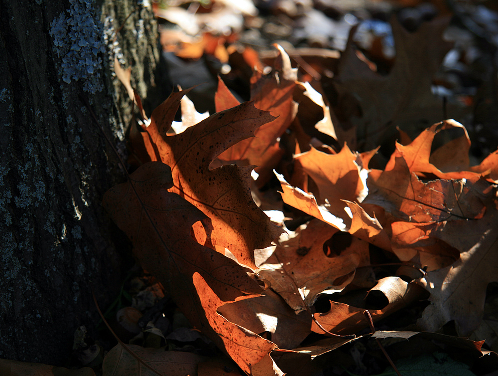 Herbstlicht