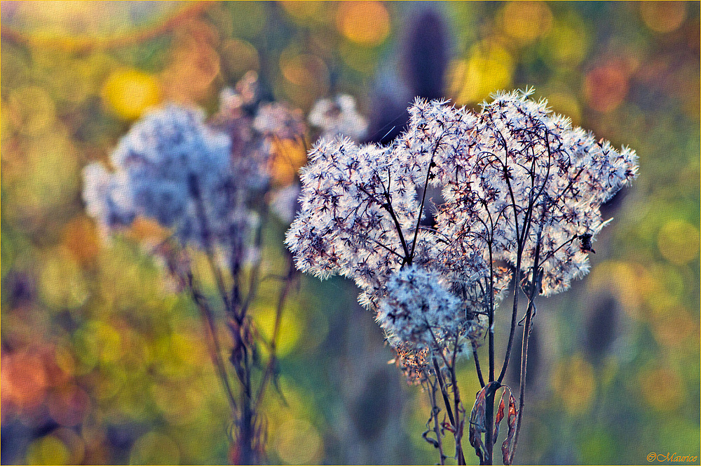 > HERBSTLICHT 