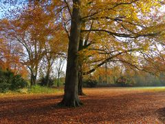 Herbstlicht