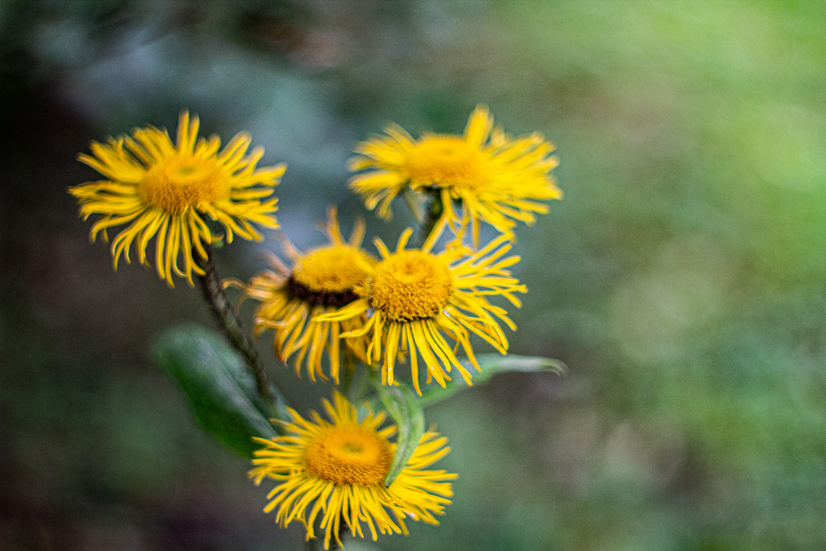 Herbstlich(t)