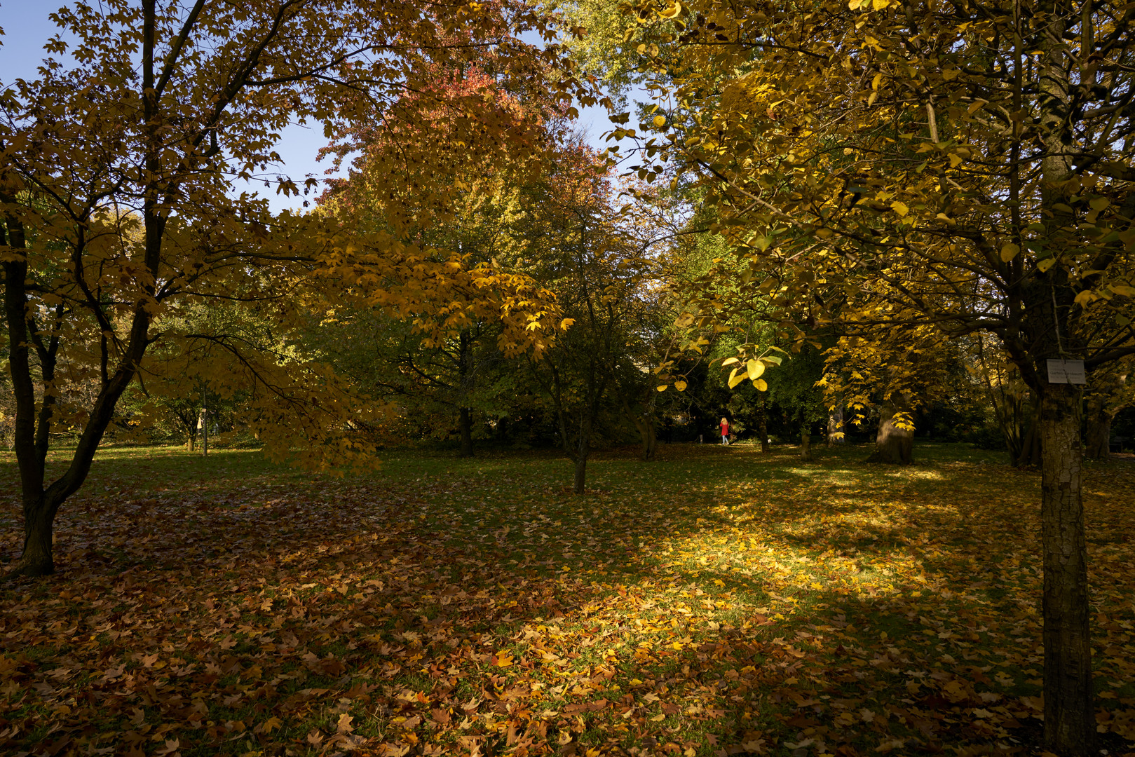 Herbstlicht