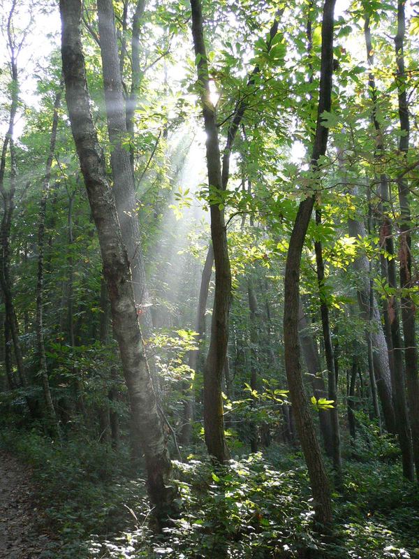 Herbstlicht