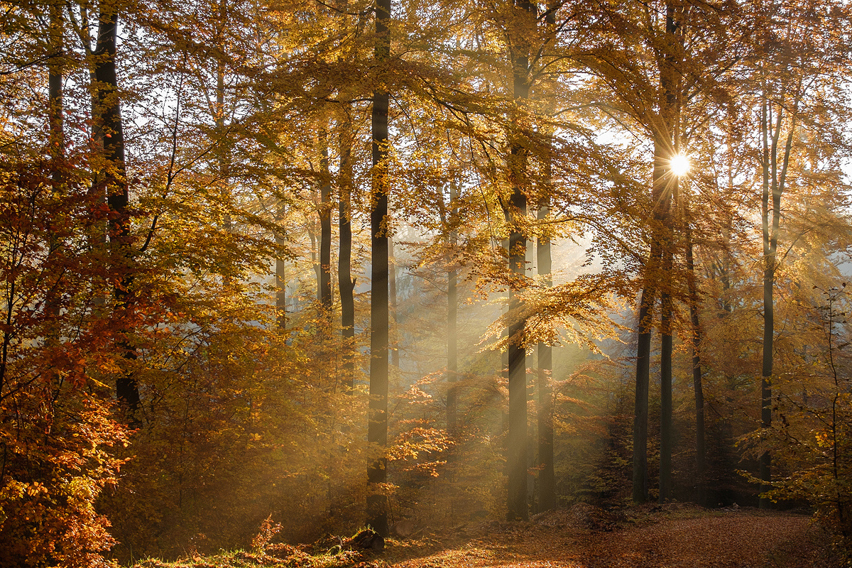 Herbstlicht