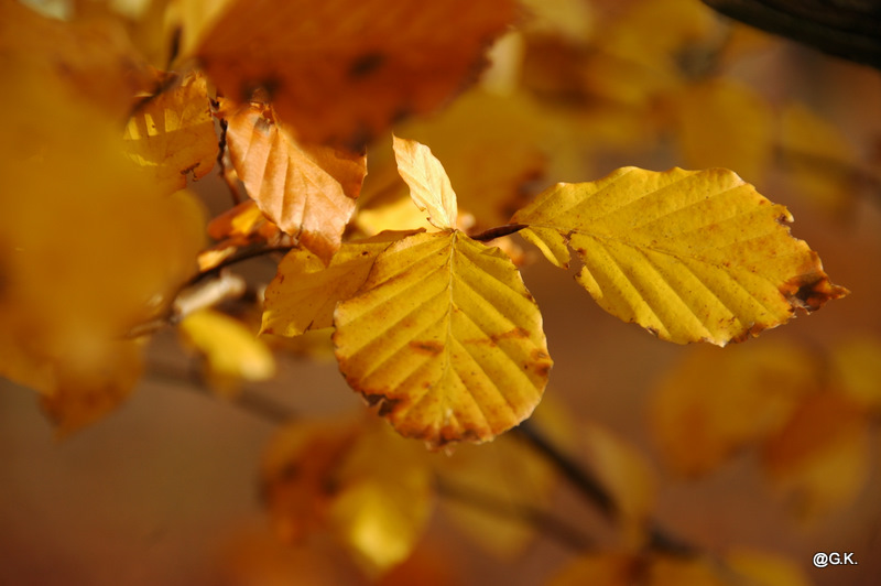 Herbstlicht