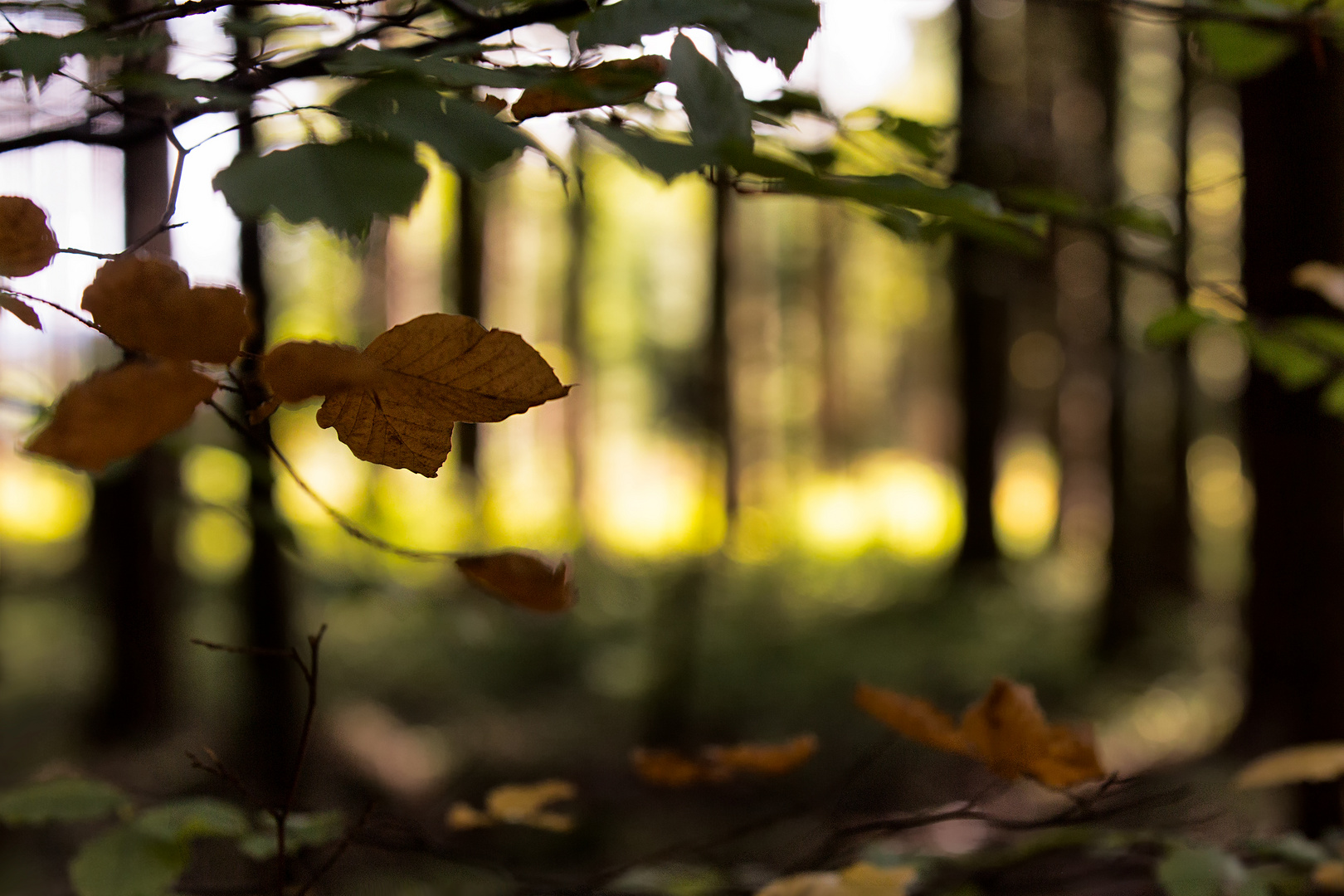 HerbstLicht