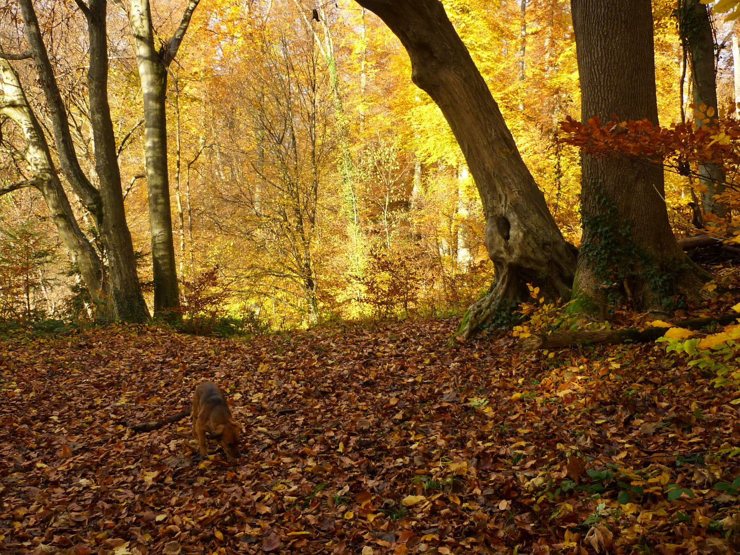 Herbstlicht