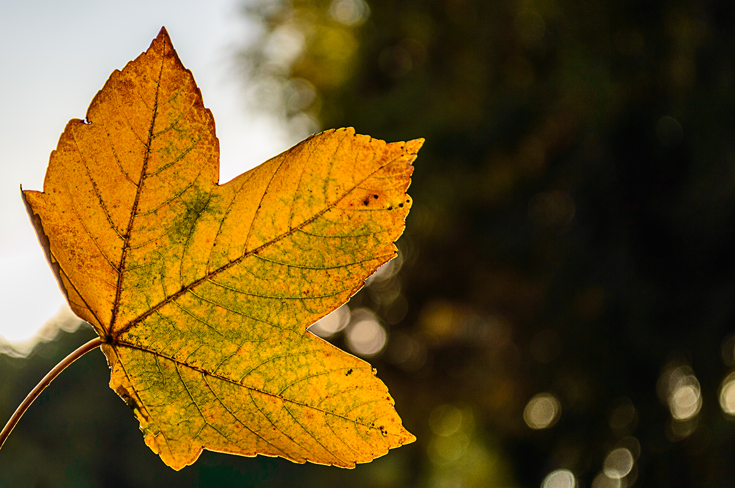 Herbstlich(T)