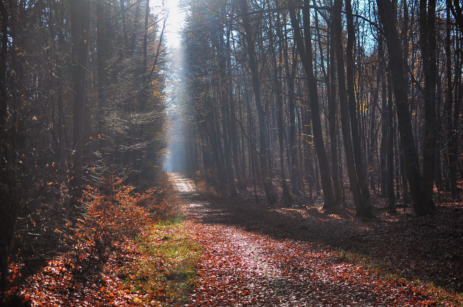 herbst.licht