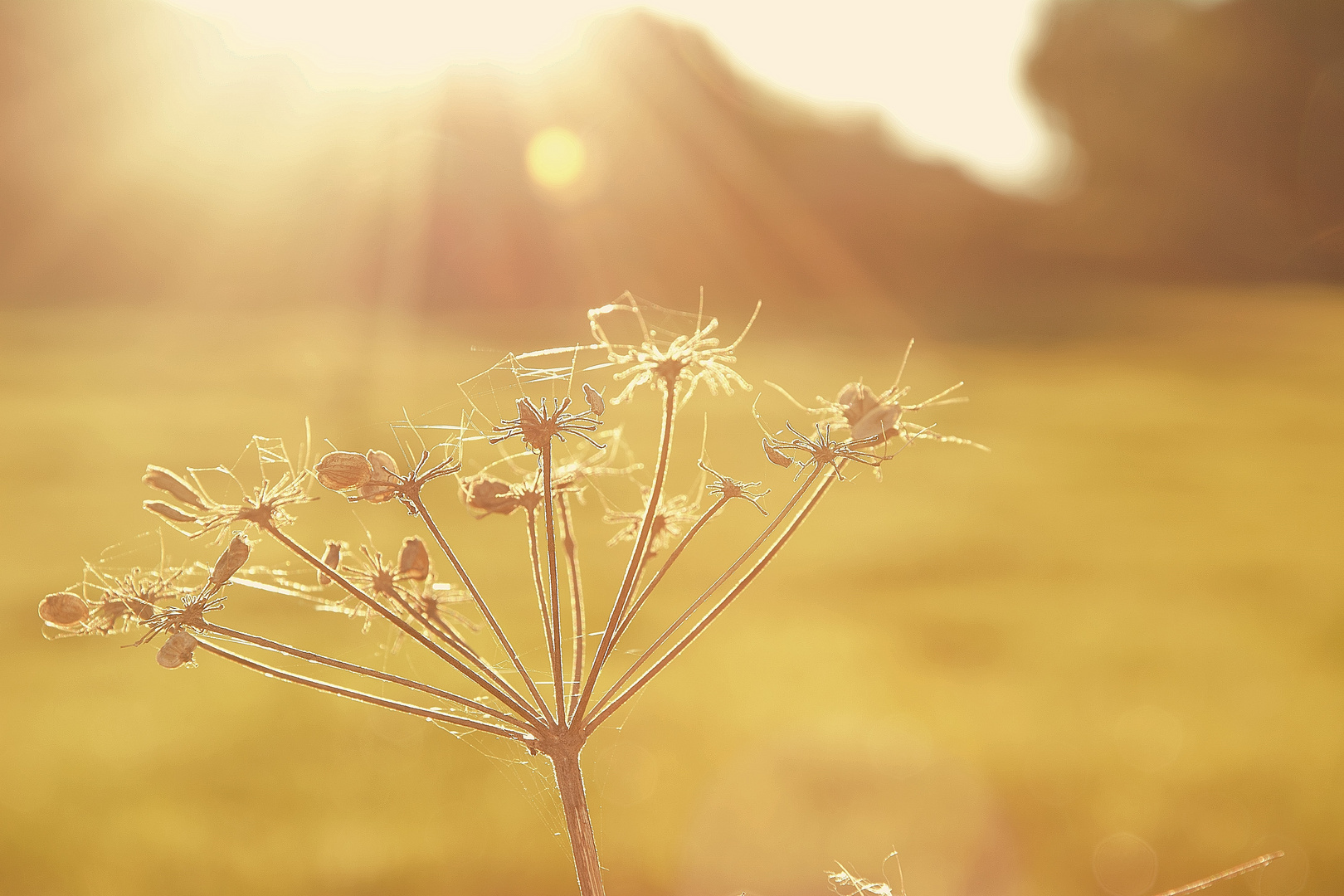 Herbstlicht