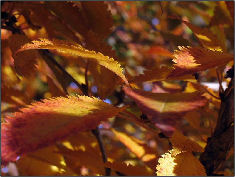 herbstlich(t)