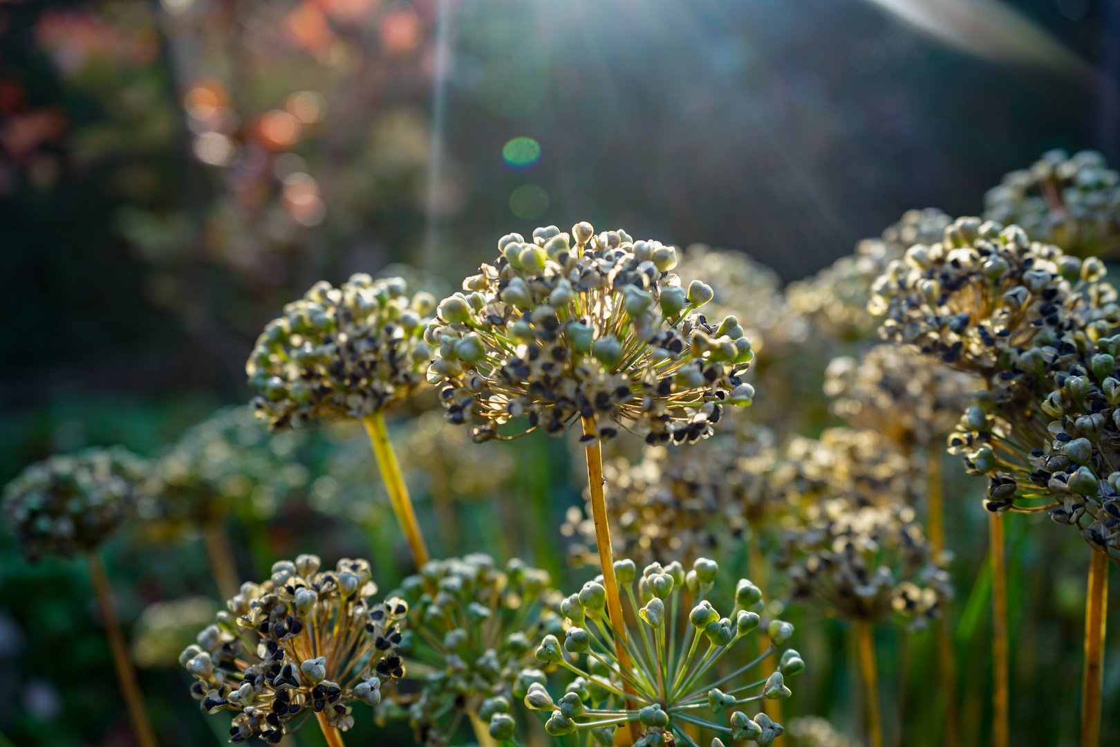 Herbstlicht