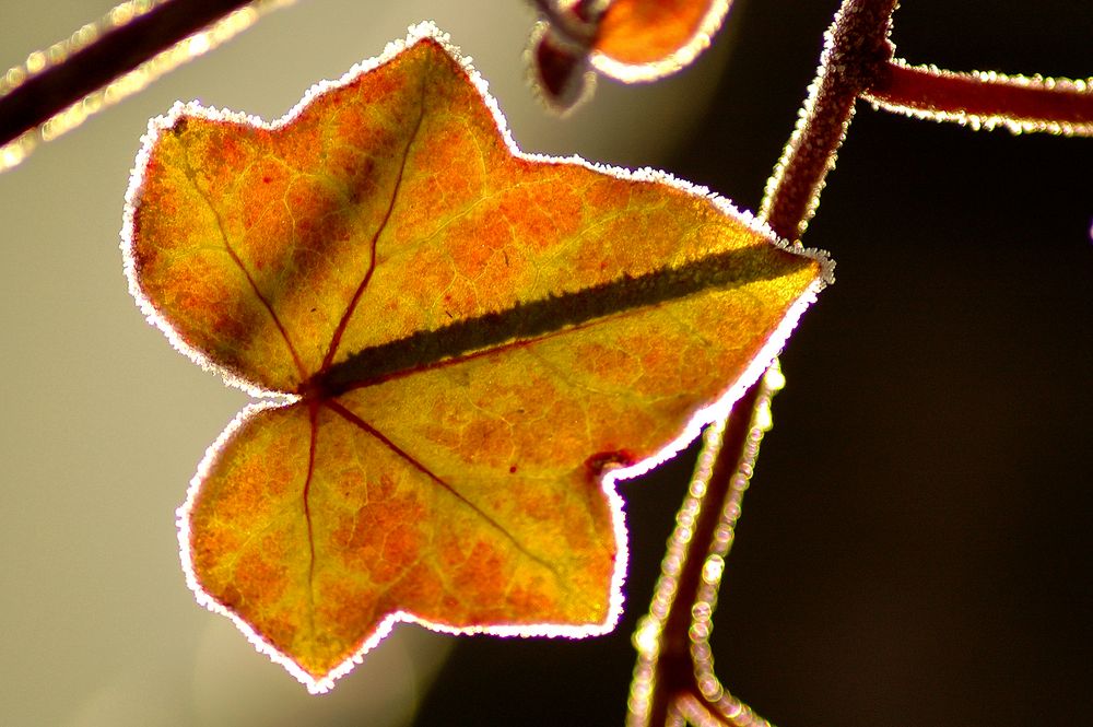 Herbstlicht