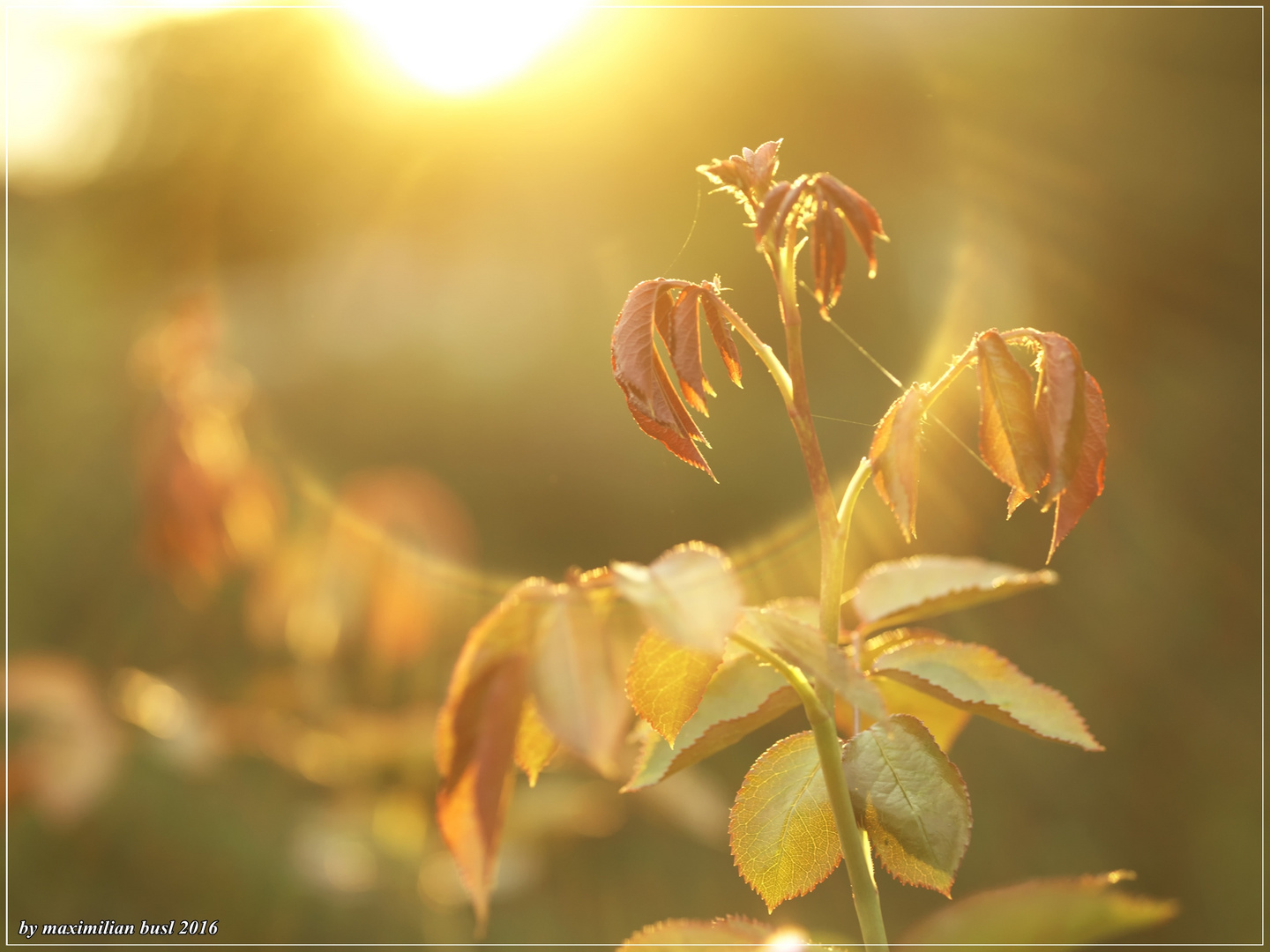 Herbstlicht