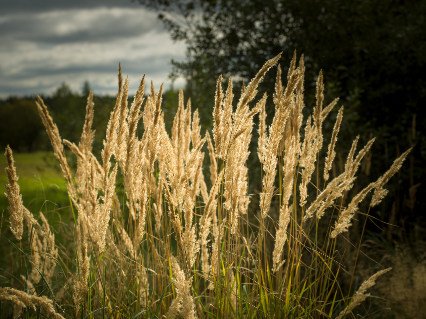 Herbstlicht