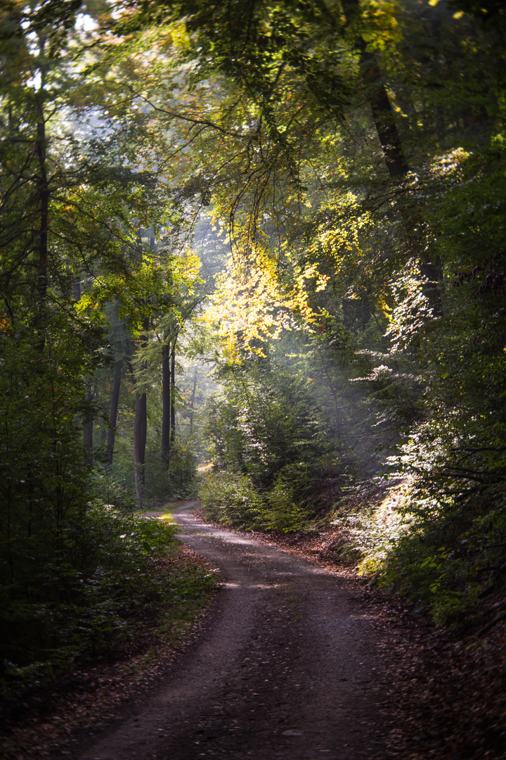 Herbstlicht