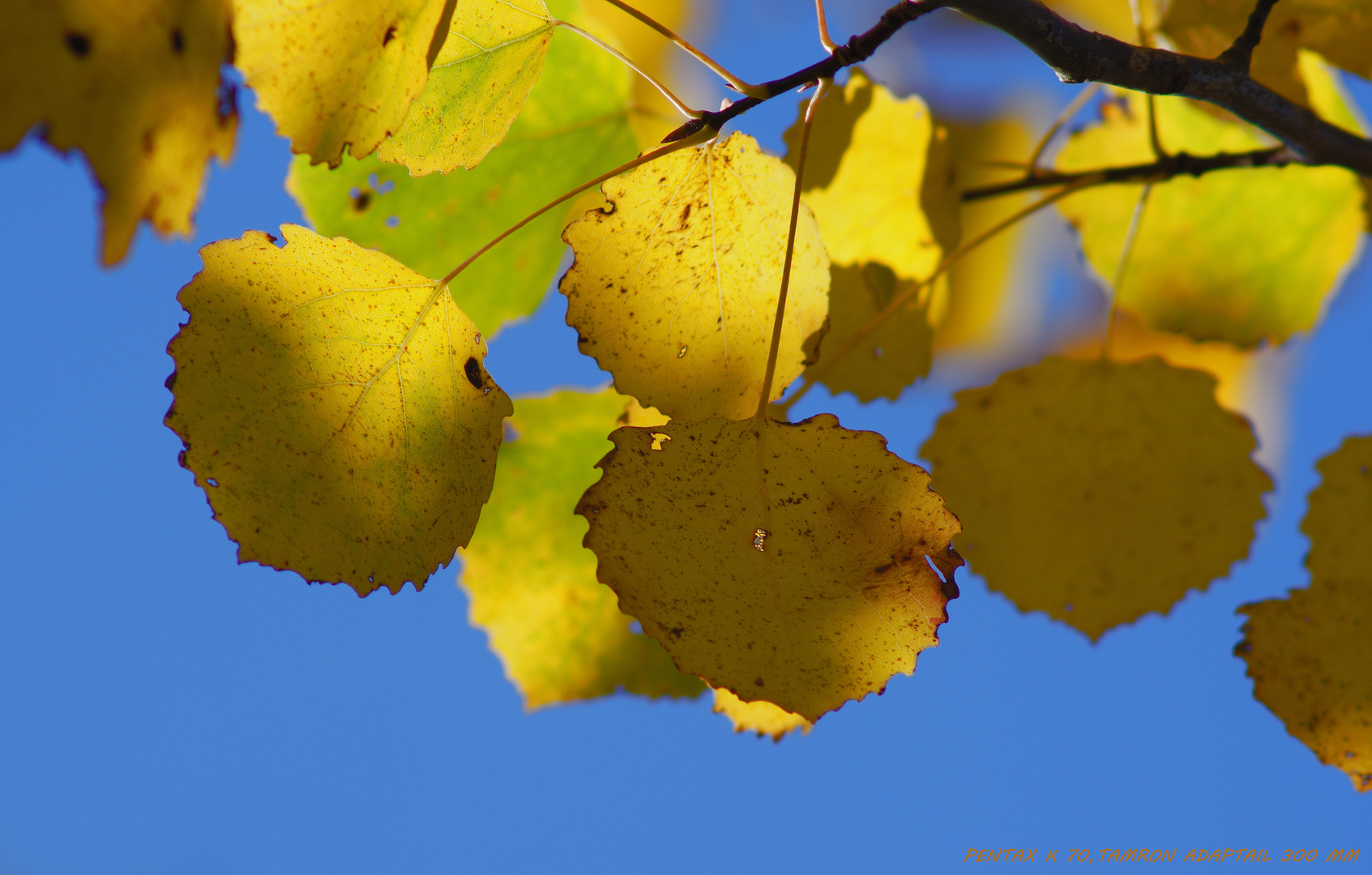 Herbstlich(t)