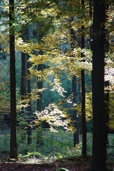 Herbstlicht