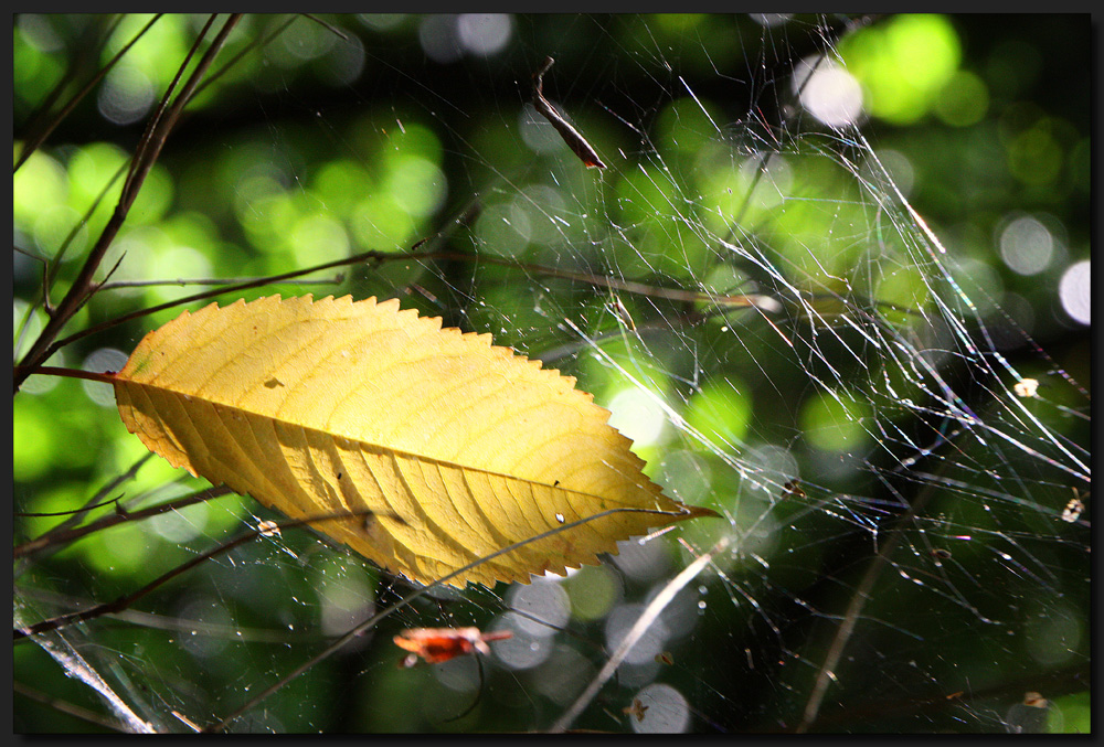 ...HerbstLicht...