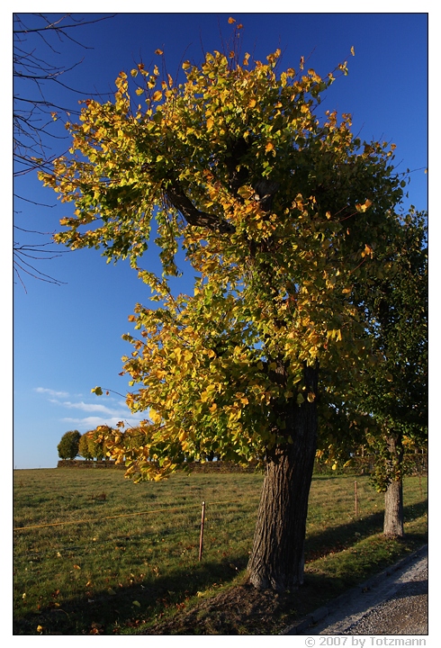 herbstlich(t)