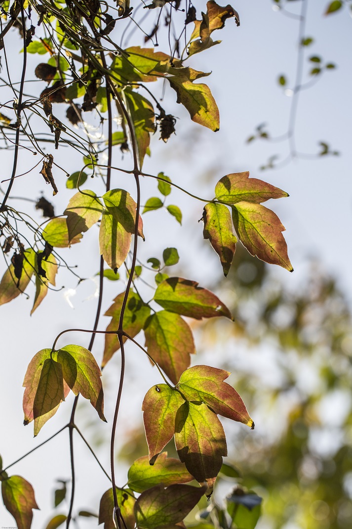 Herbstlicht