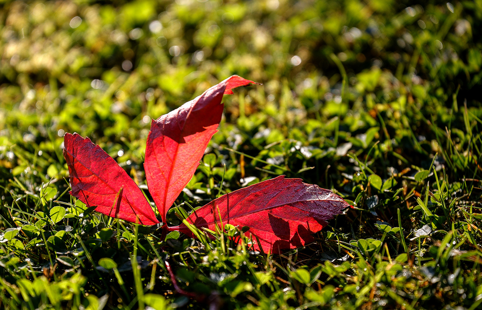 Herbstlicht