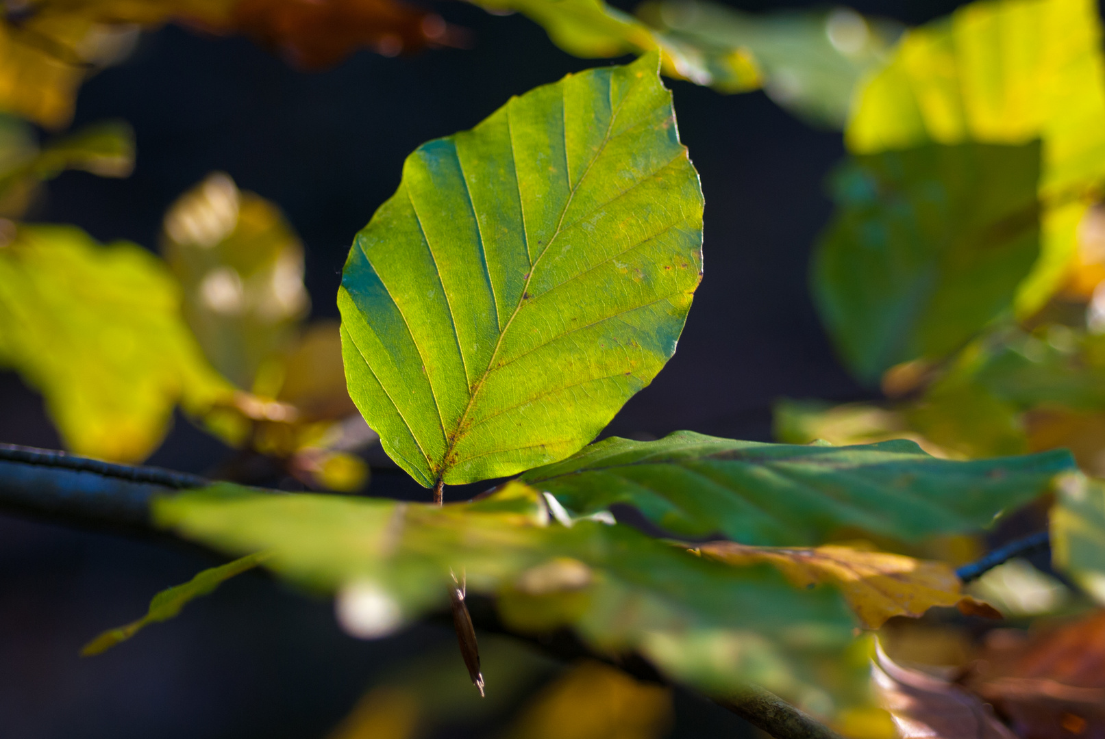 Herbstlicht ...