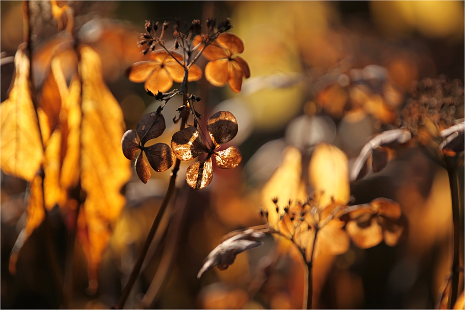 Herbstlicht ...