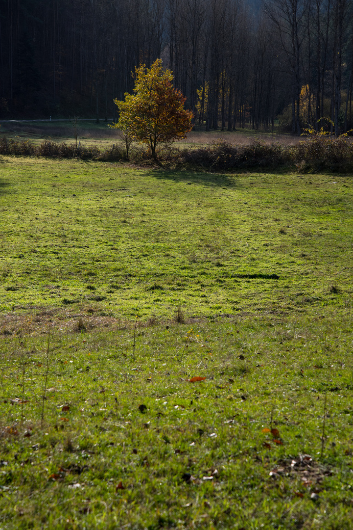 Herbstlicht