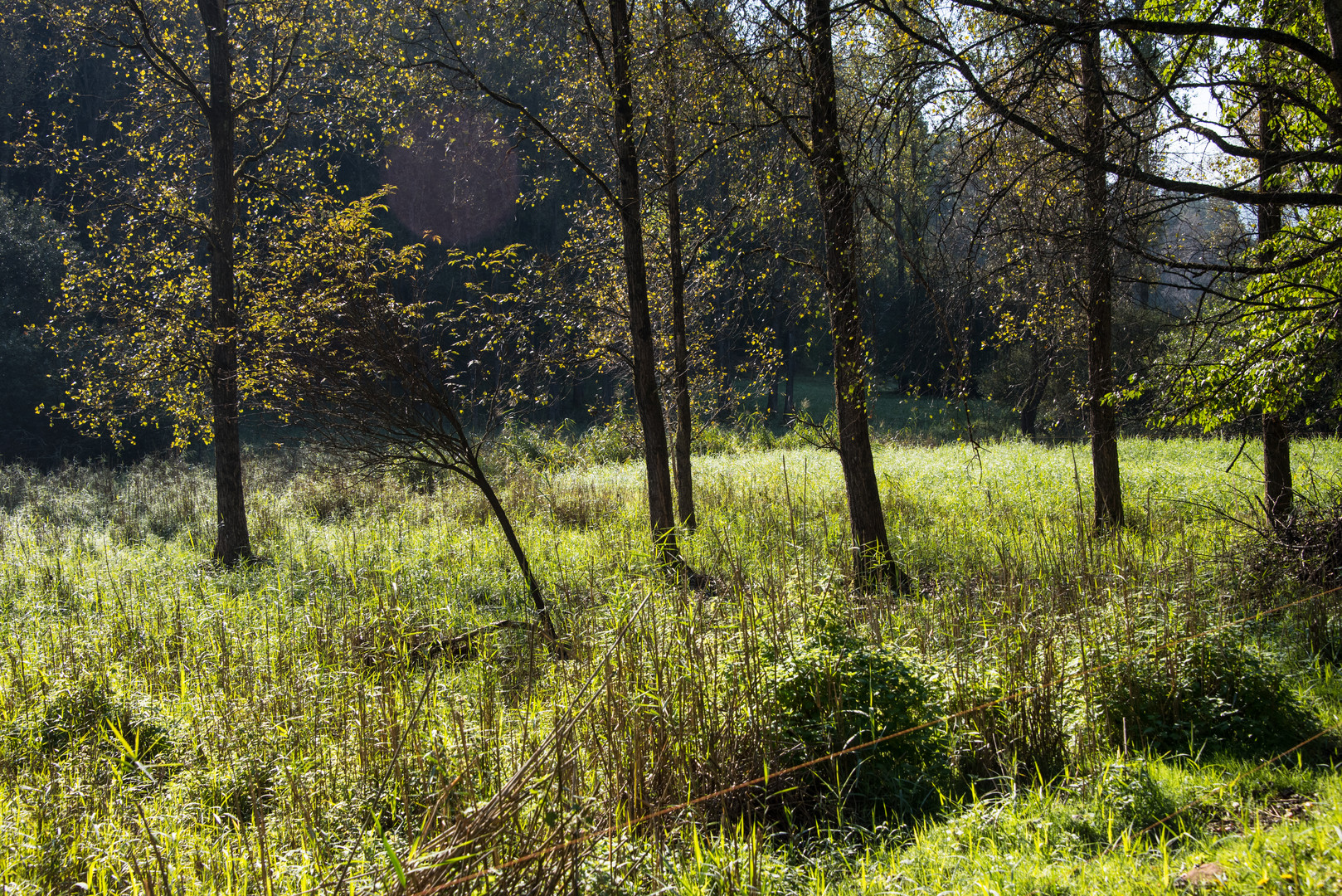 Herbstlicht