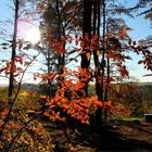 Herbstlicht